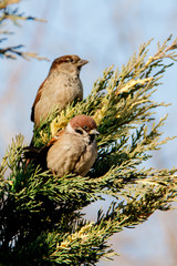 sparrows sitting on the juniper