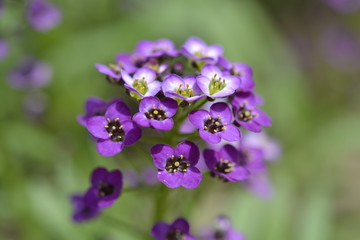 Violet flower macro 