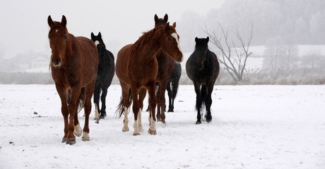 curious horses, a small herd of wild horses in snowy landscape coming straight up to you
