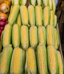 Fresh Yellow Corn in a farmers Market
