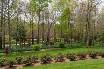Many Paths Through Rose Garden