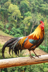 Beautiful chicken standing in front of  the forest 