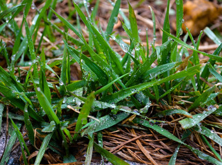 Fresh grass after a rain   