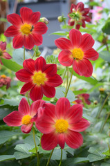 Red dahlias in the garden