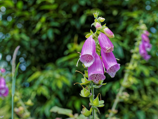 Purple bell flower