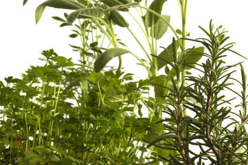 Αρωματικά φυτά Ароматичне биљке Yerbêye Plante aromatique Pianta aromatica نبات عطري கறி மூலிகைகள் Aromatic plants