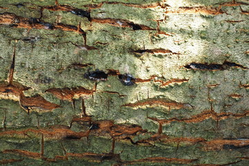 The pattern of tree, wooden texture with sun light natural color.