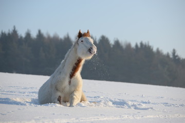 Obraz premium singing in the snow, cute paint horse sitting in fresh snow and seems to be singing