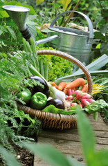 panier de légumes avec arrosoir dans potager © coco