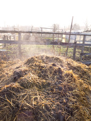 Steaming sheep dung heap in a vegetable garden with copy-space
