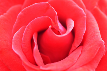 Macro shot of a red rose