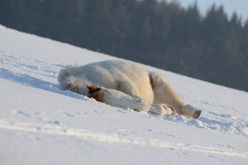 Obraz na płótnie Canvas Mittagsschlaf, süßes geschecktes Pferd liegt im Neuschnee und schläft