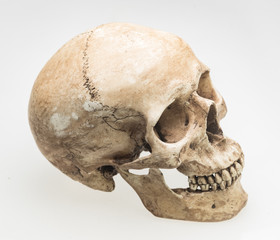 Model of human skull, isolated on white