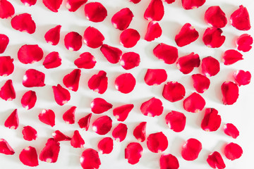 Red roses petals Valentine's Day