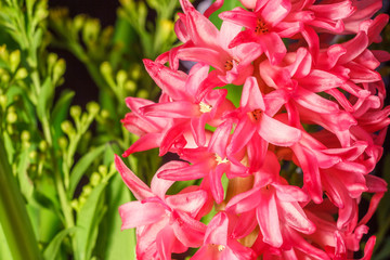 Красные цветы гиацинта