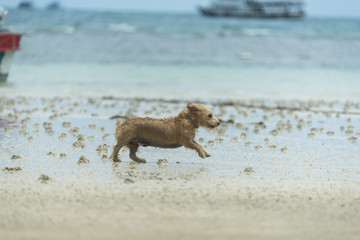 Dog playing on the sand beach