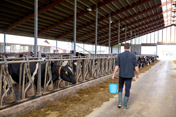 man with bucket walking in cowshed on dairy farm