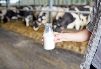 close up of man or farmer with milk on dairy farm