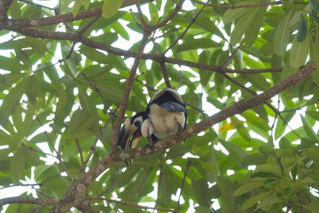 Hornbill on the tree