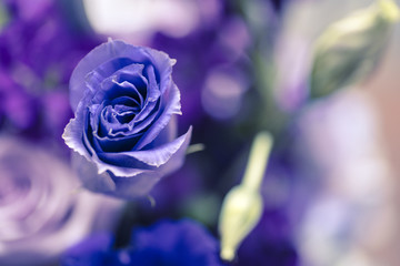 Purple rose