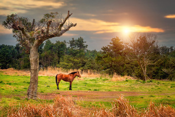 Beautiful horse on pasture wiht tree and orange sky and sunlight background