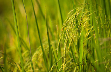 Close up rice field