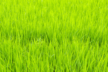 Obraz premium Green paddy rice field, Thailand
