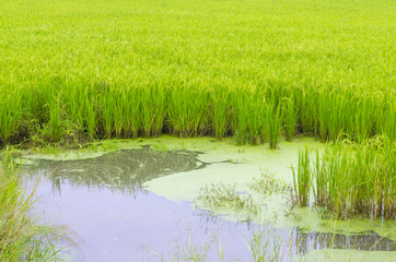 Green paddy rice field, Thailand