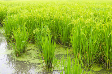 Obraz premium rice field