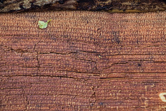High resolution old wooden texture