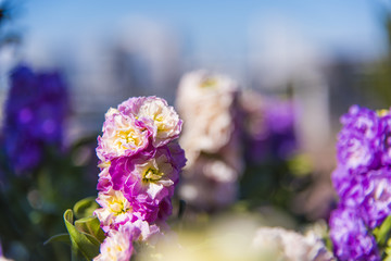 Obraz premium 花壇の花