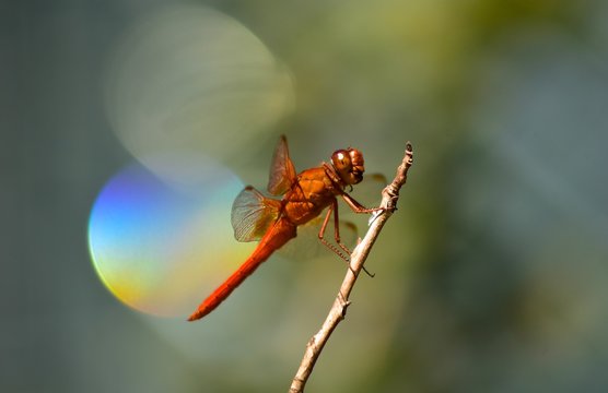 dragonfly with a spectral highlight shining in the background of the perched insect.
