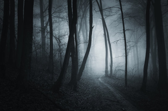 Dark forest at night. Tree silhouettes in fog in misty gloomy Halloween landscape