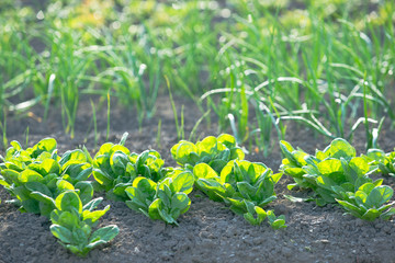 Young spinach in a sunny vegetable garden with scallions in the background. With copy-space.v
