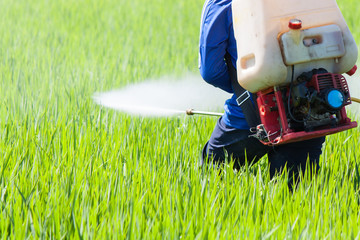 farmer spraying pesticide in the rice field