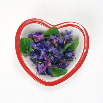 Viola odorata  in a bowl