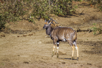 Nyala in Kruger National park, South Africa