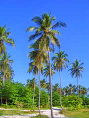 Obraz premium Palm Trees Dominican Republic