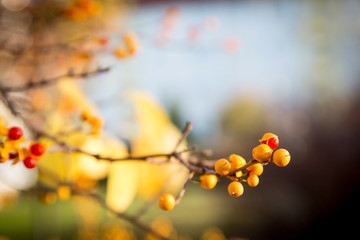 Leuchtende Strauch-Knospen im Sommer