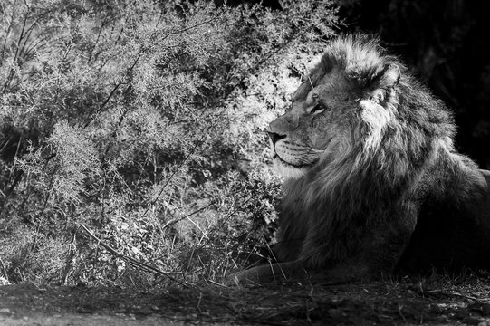 Portrait de Lion en noir et blanc