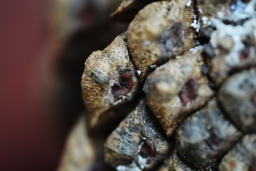 Pinecone