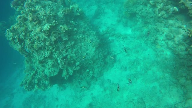 A flock of fish floating among the reefs.