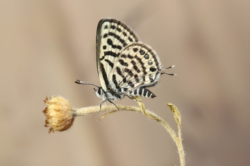  Little tiger blue Tarucus balkanicus butterfly