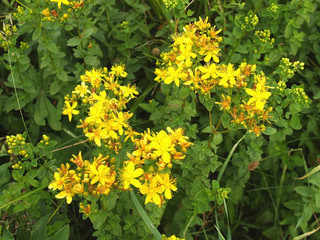 St  John s Wort made a hole