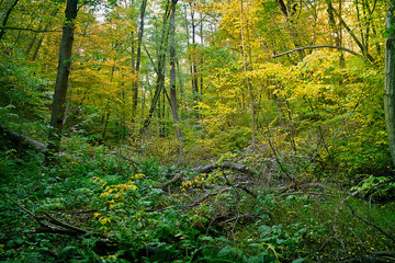 autumn thicket with fallen trees