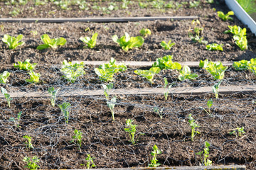 Fresh young lettuce and celeriac plants on a sunny vegetable garden patch.