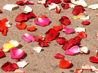Pink and red rose petals and coins lying on the sand. Abstract background, wedding traditions