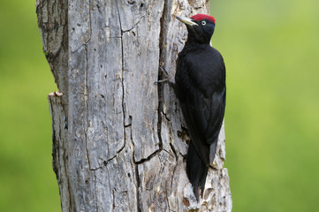 Male of Black woodpecker looking for food on a tree trunk . Dryocopus martius