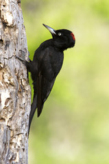 Female of Black woodpecker looking for food on a tree trunk . Dryocopus martius