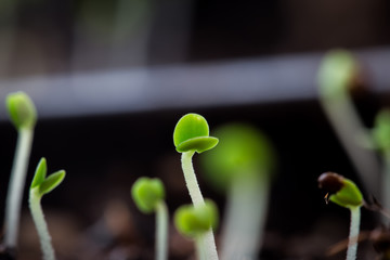 Thyme plant sprouts macro